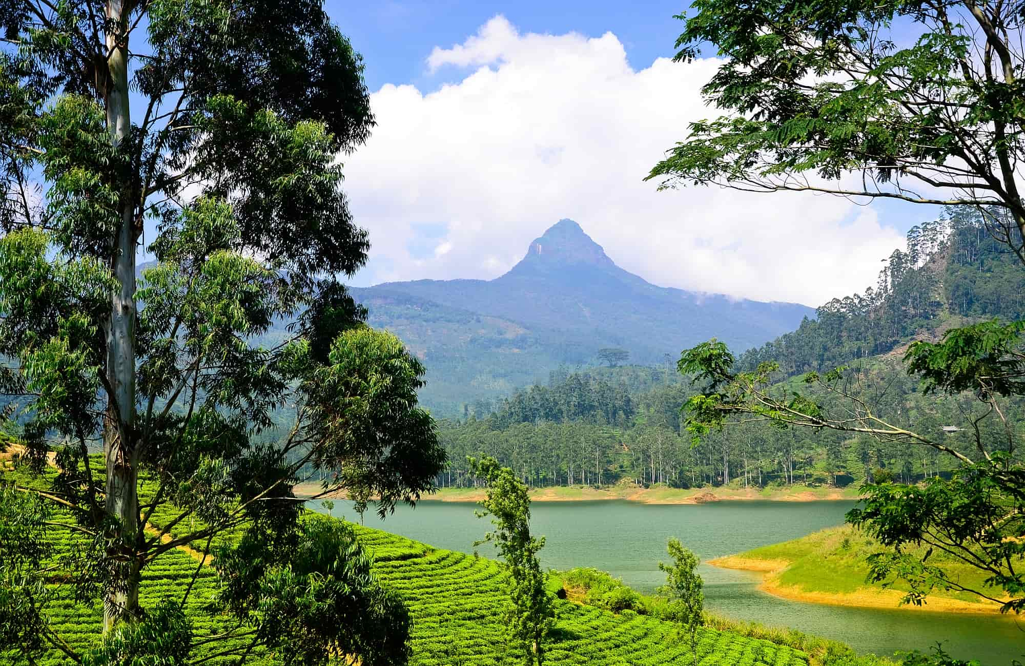 Voyage Sri-Lanka - Les rizières du Sri-Lanka - Amplitudes