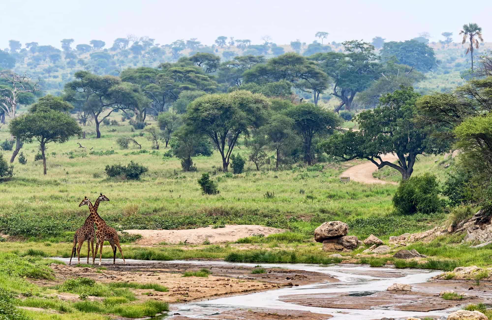 Voyage Tanzanie - Les girafes du Parc de Tarangire - Amplitudes