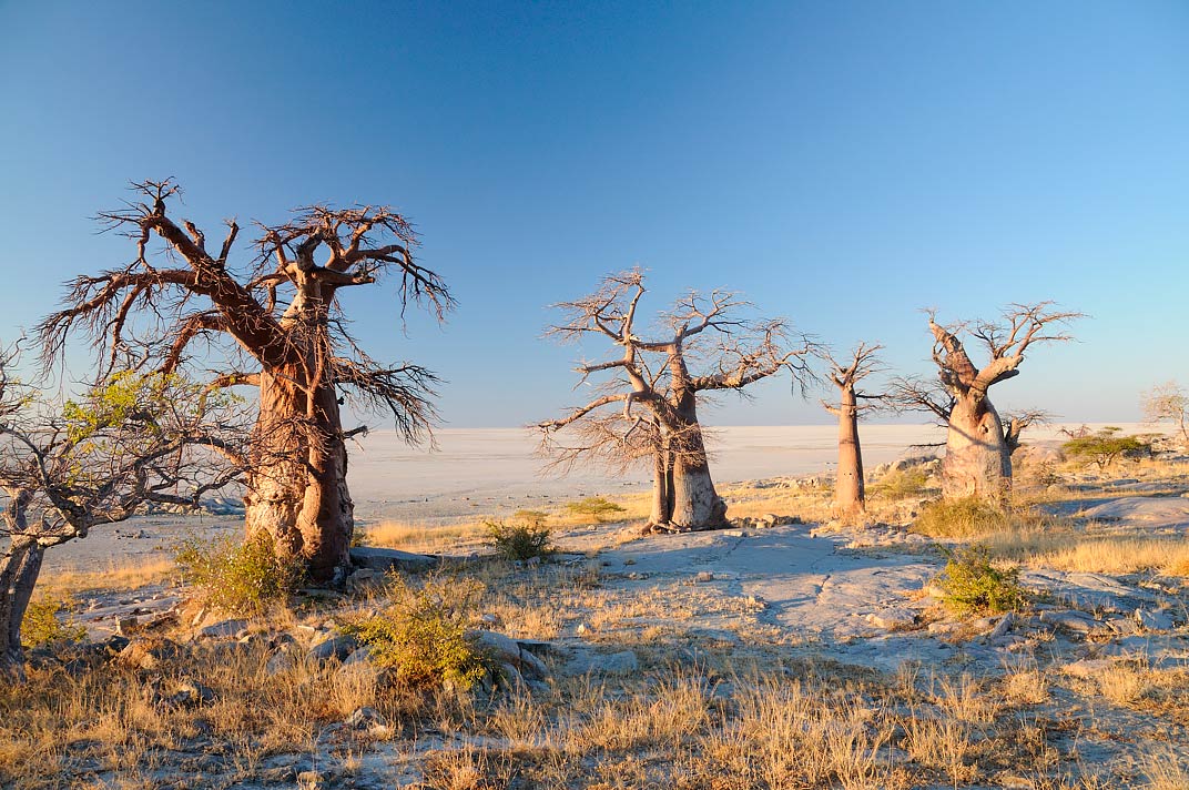 Voyage Botswana - pan de Makgadikgadi - Amplitudes