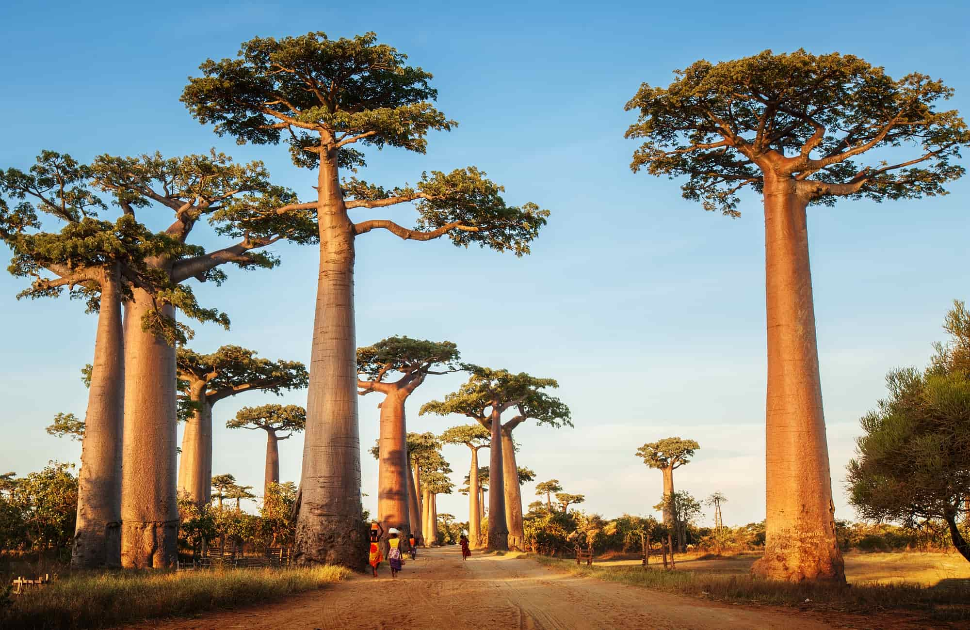 Voyage Madagascar - L'Allée des Baobabs - Amplitudes