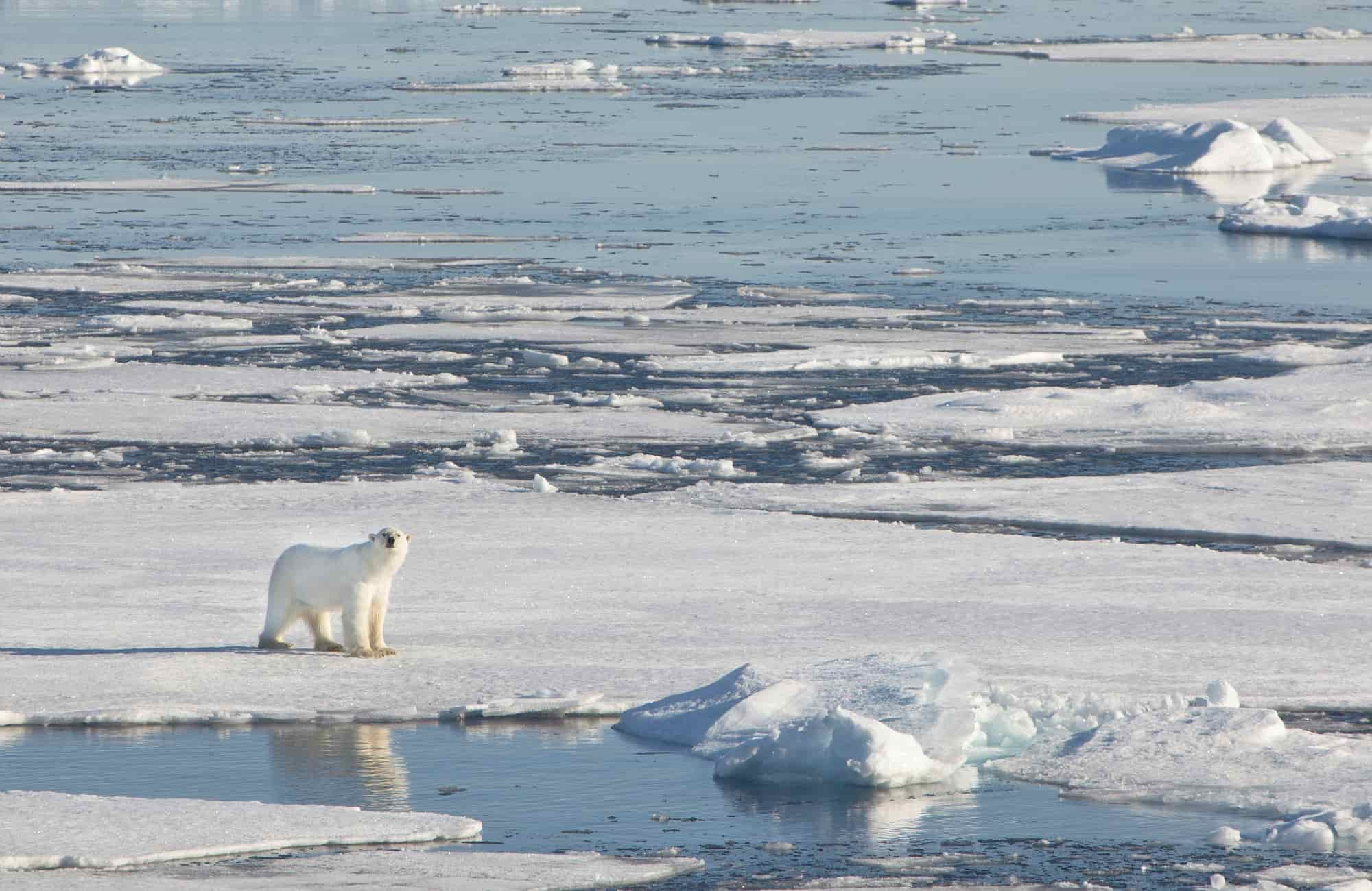 Voyage Svalbard - Royaume de l'ours polaire - Amplitudes 