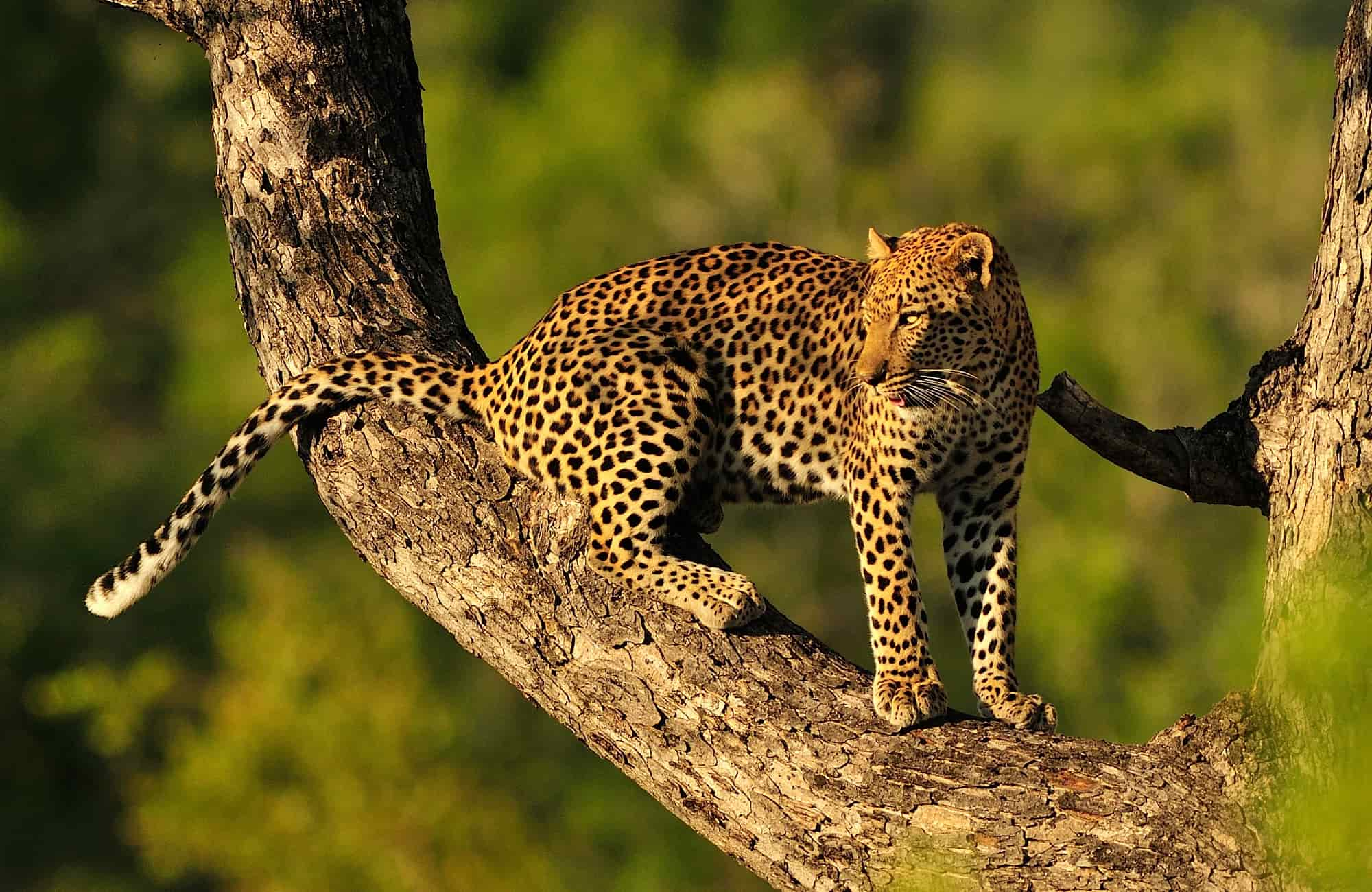 Voyage Afrique du Sud - Léopard - Amplitudes