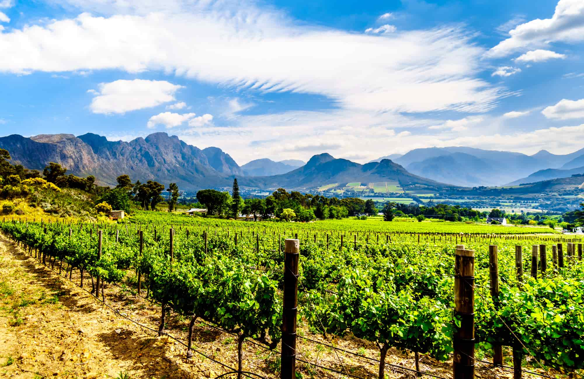 Voyage Afrique du Sud - Vignes dans la vallée de Franschhoek - Amplitudes