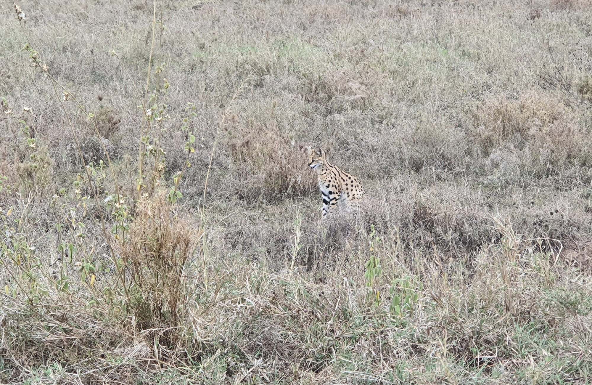 Safari Tanzanie - Serval - Amplitudes