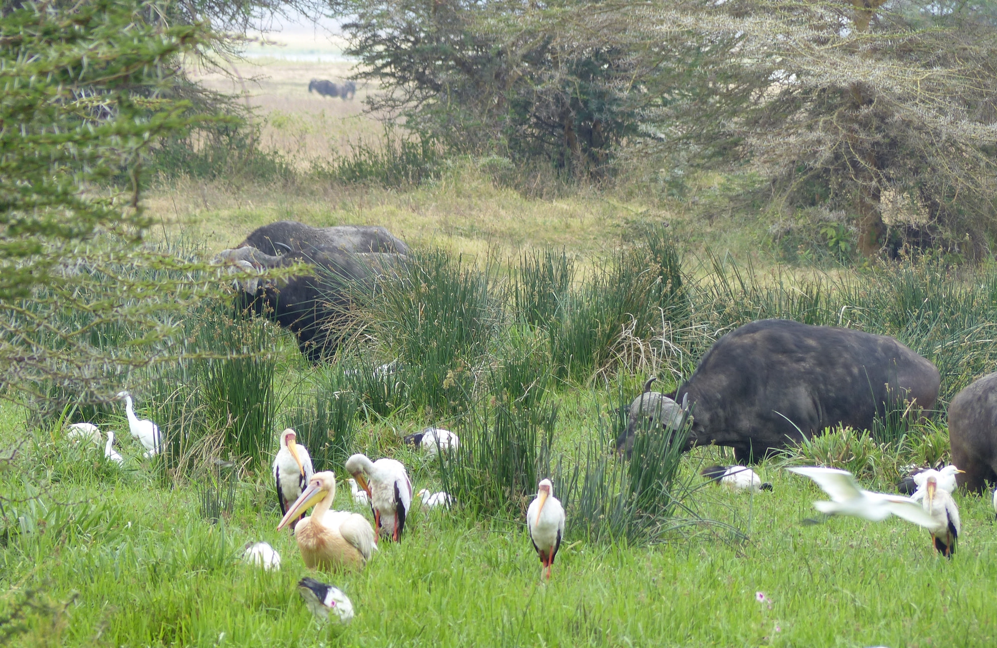 Safari Ngorongoro - buffles - Amplitudes