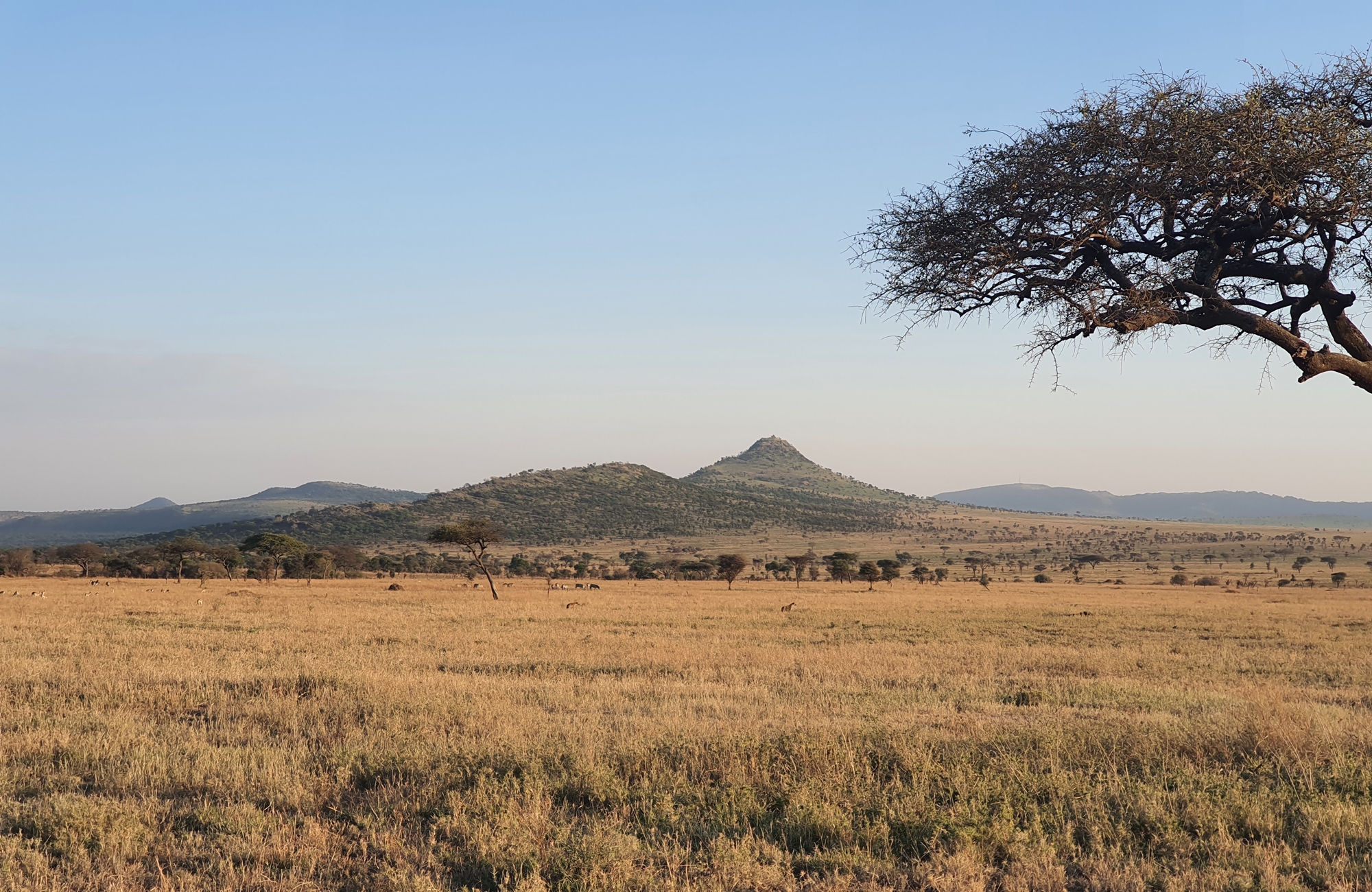 Safari photo Tanzanie - Serengeti - Amplitudes