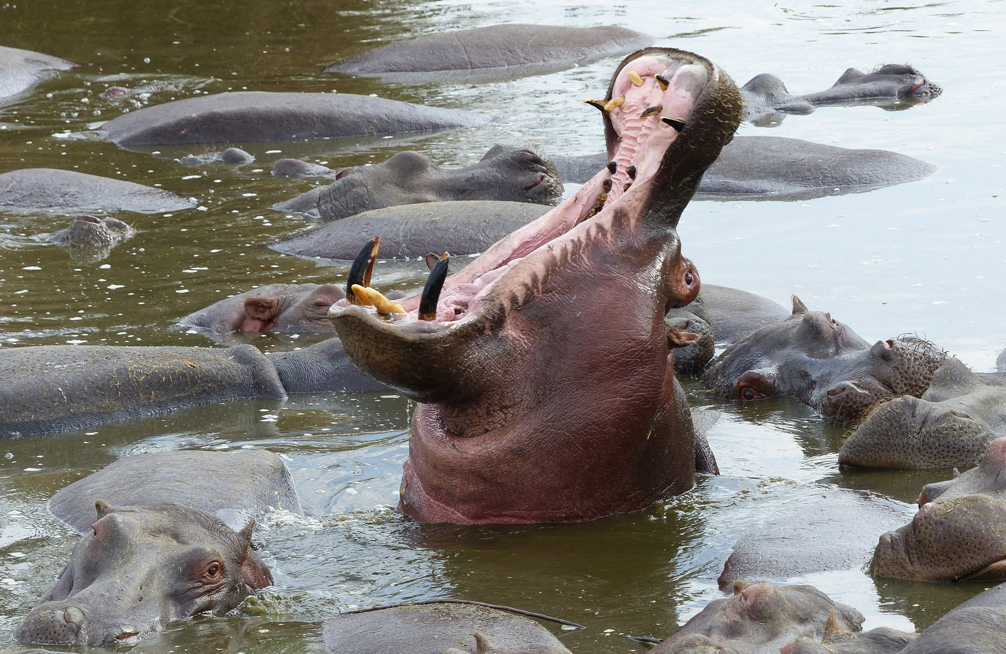 Safari Serengeti - Hippopotames - Amplitudes