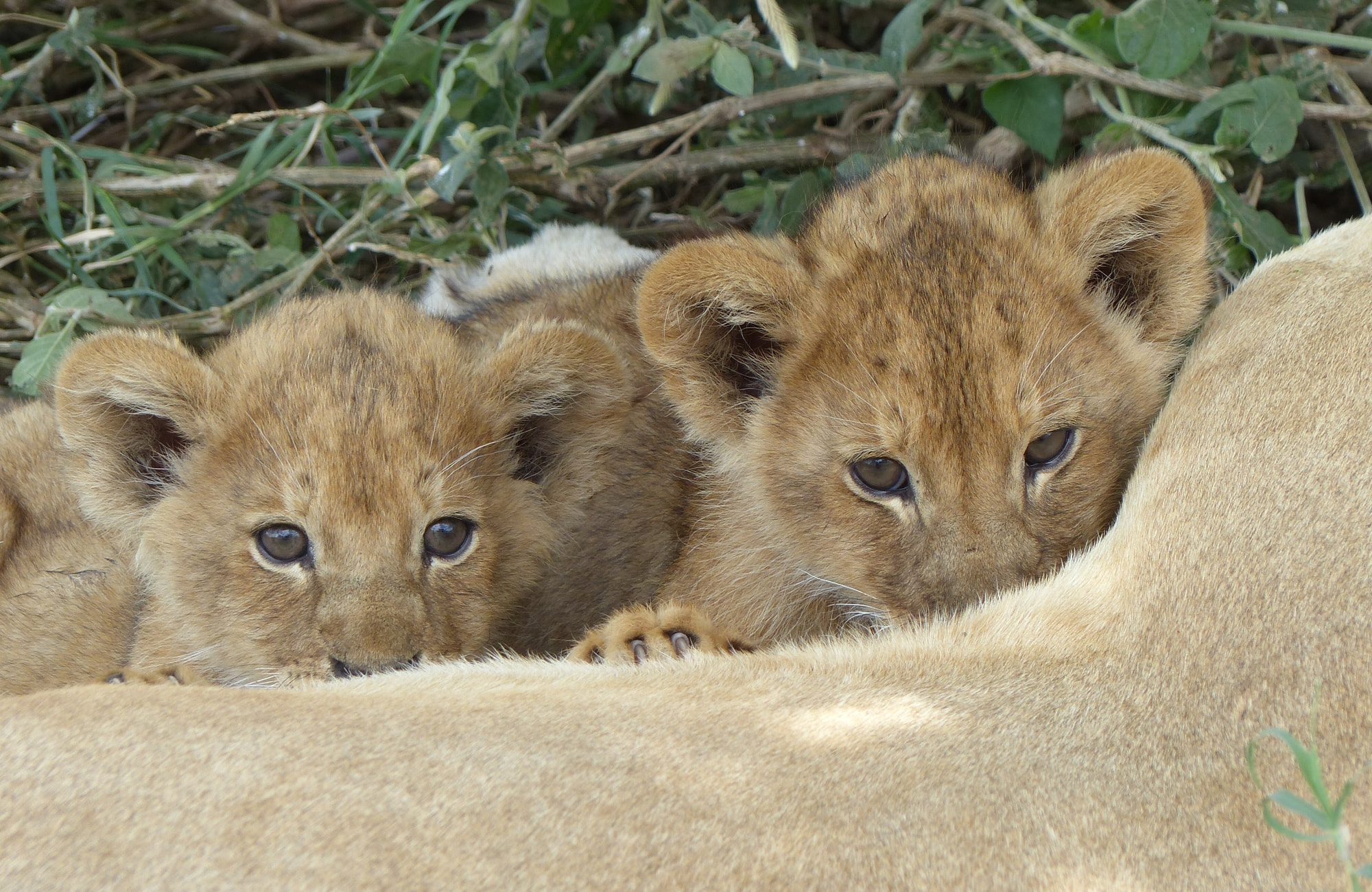 Safari Serengeti - Lionceaux - Amplitudes