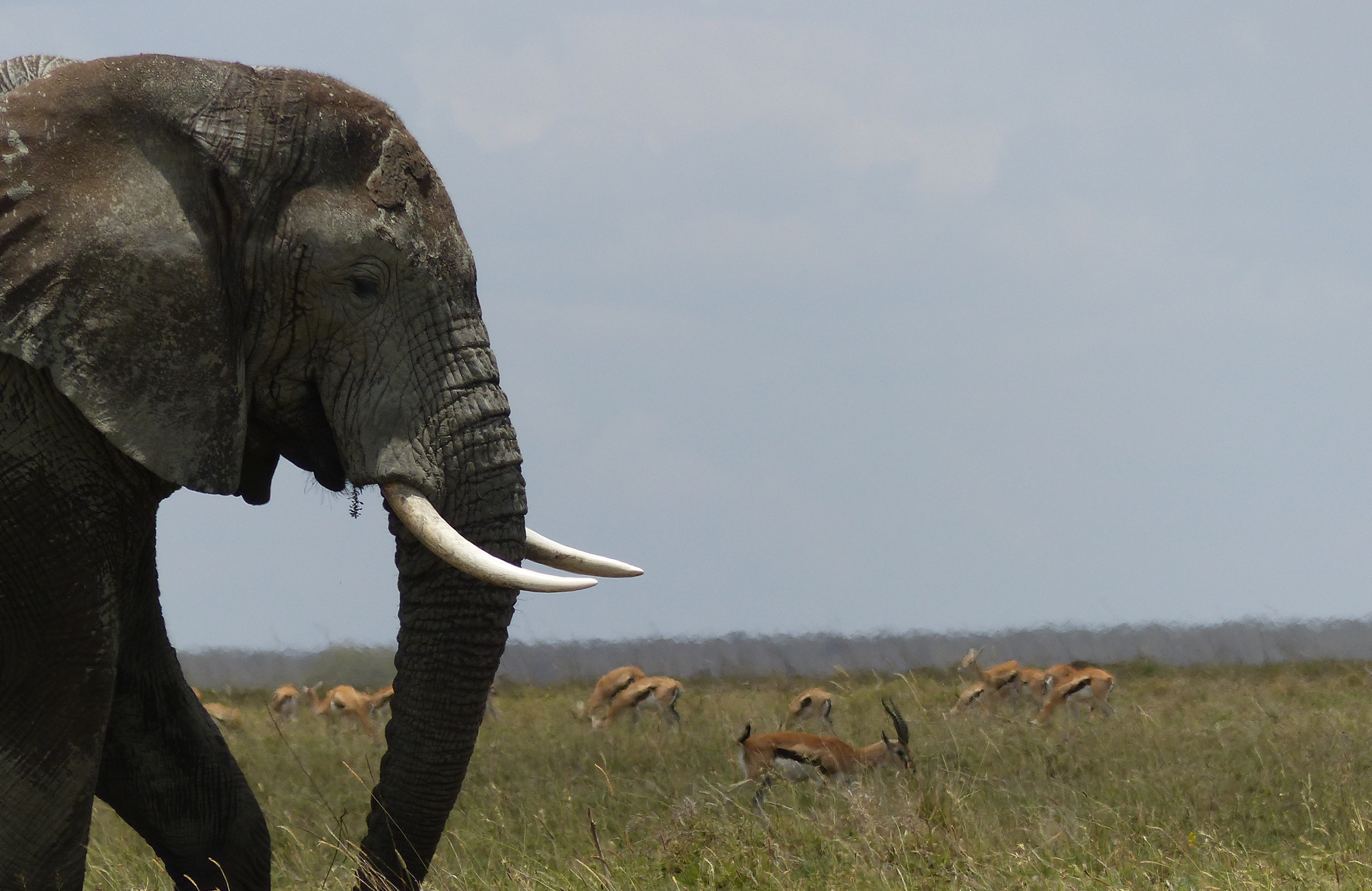 Safari Serengeti - Elephant - Amplitudes