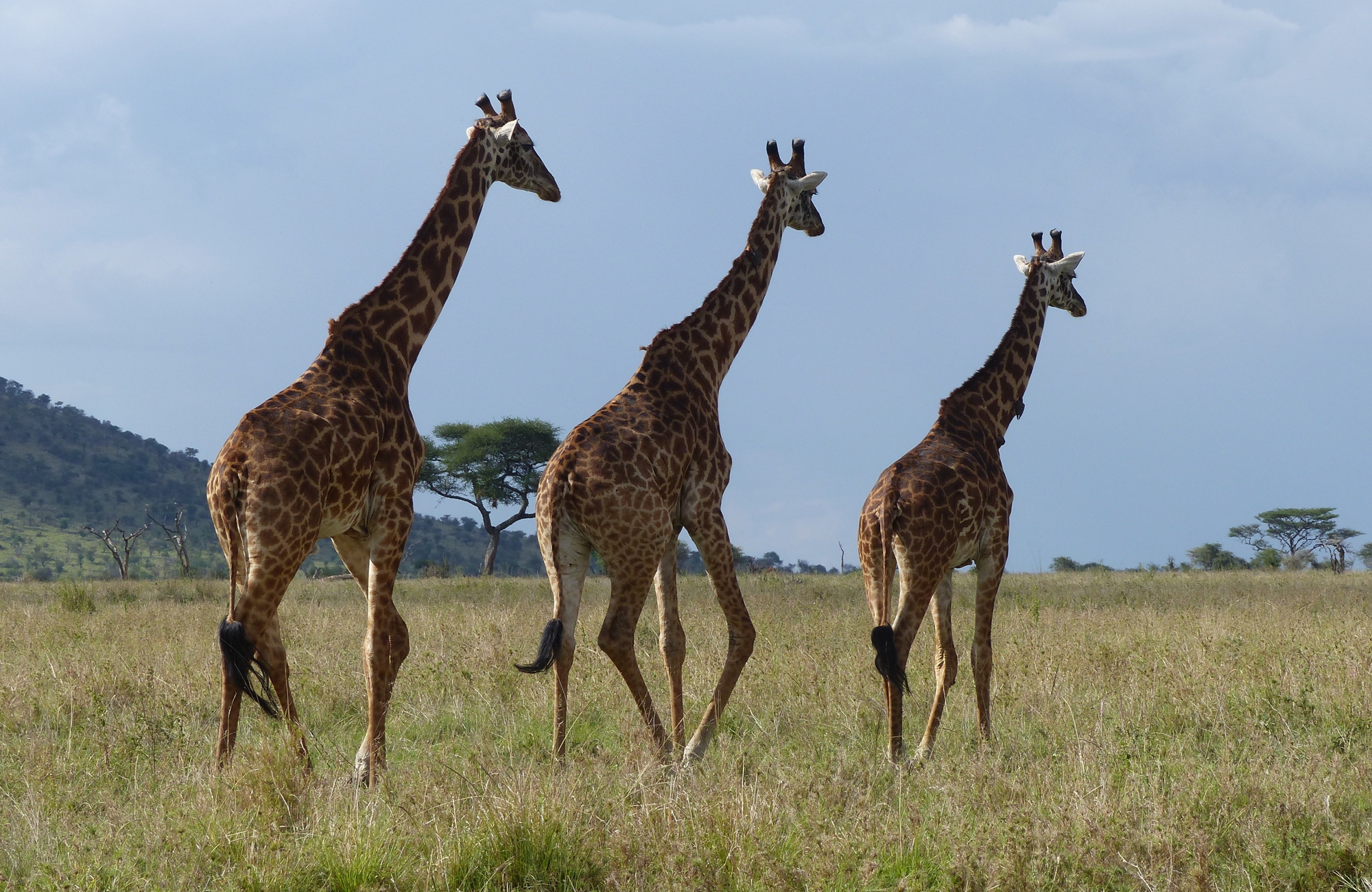 Safari Serengeti - Girafes - Amplitudes