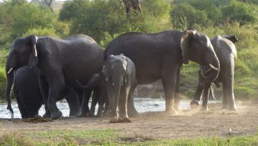 Safari photo Tanzanie - Elephants - Amplitudes