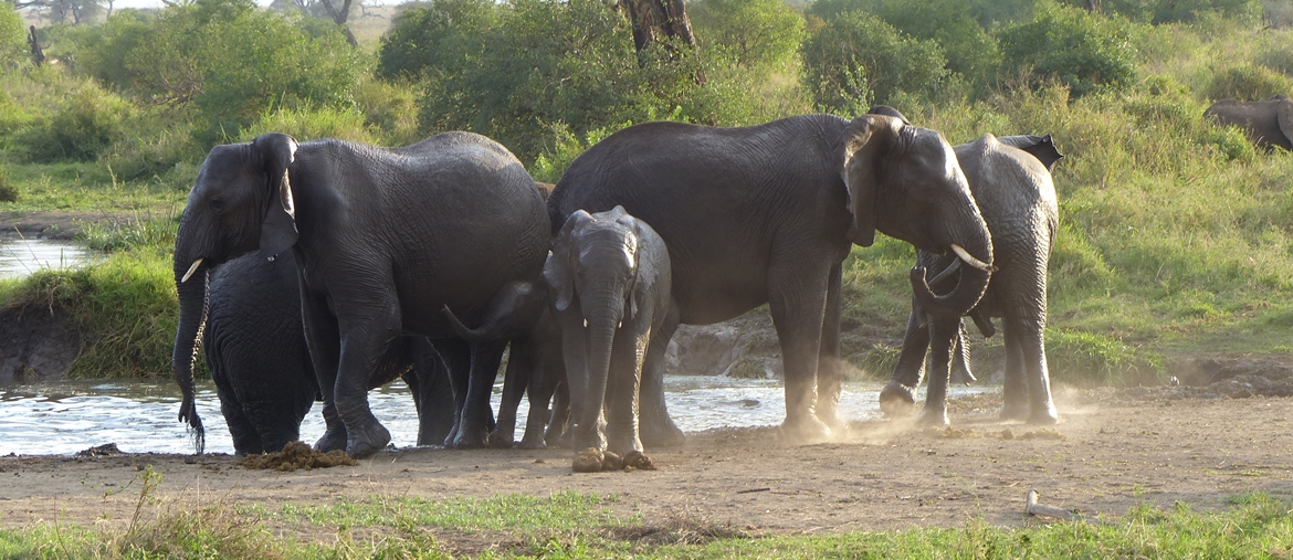 Safari photo Tanzanie - Elephants - Amplitudes