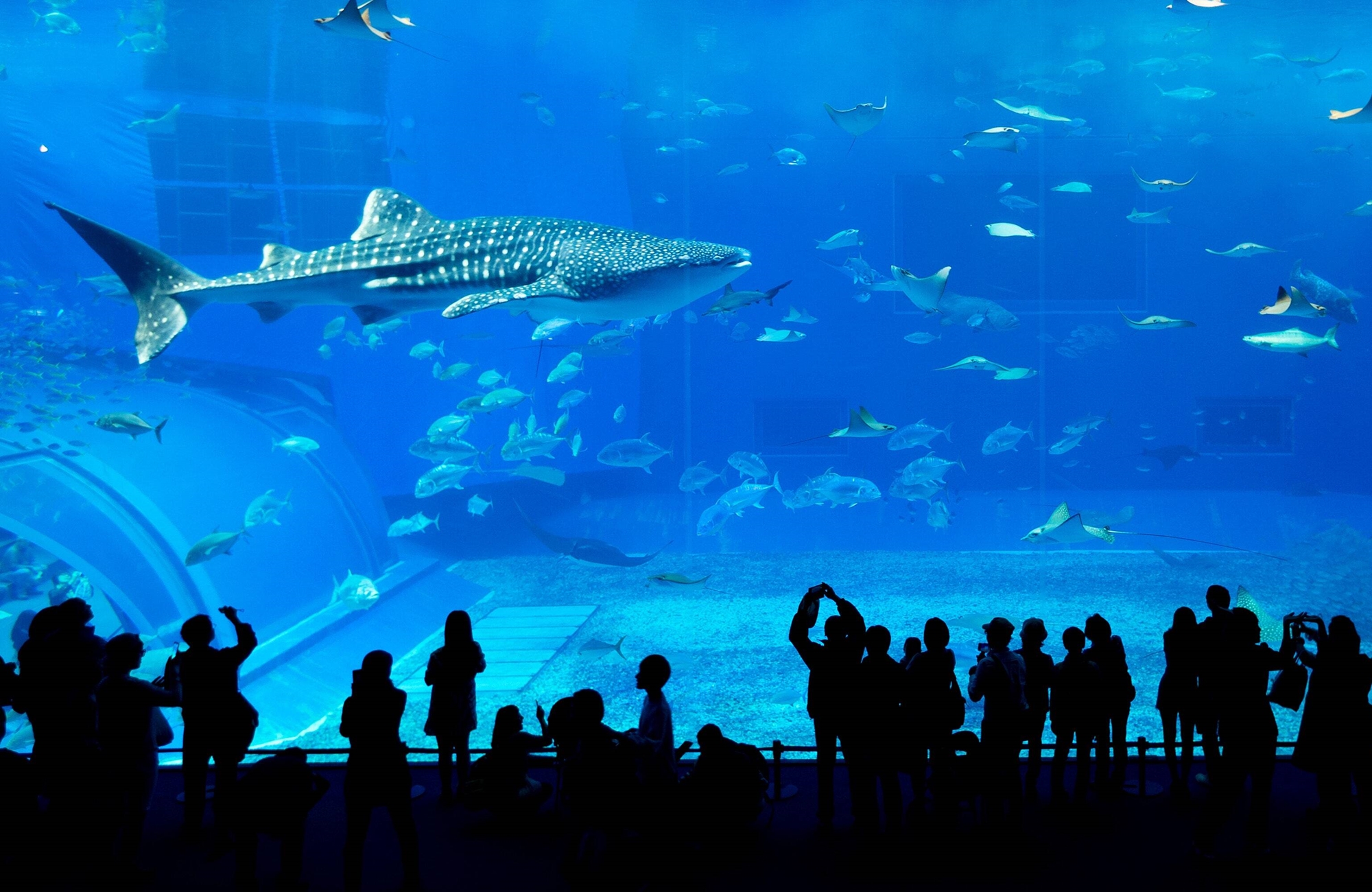 Voyage Dubaï en famille - Aquarium et Zoo - Amplitudes