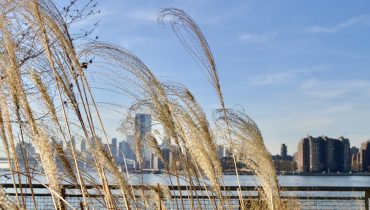 St Valentin New York - Manhattan - Amplitudes