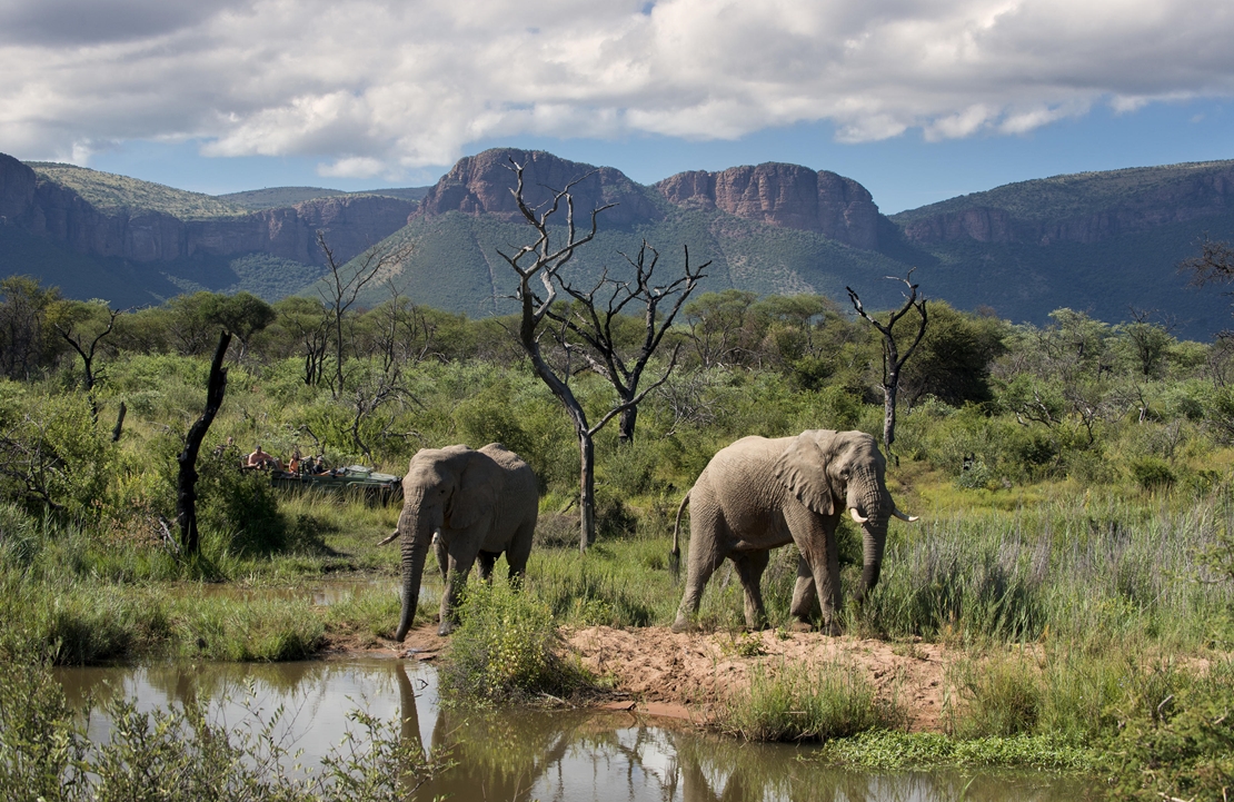 Safari Marakele - Elephants Marataba - Amplitudes