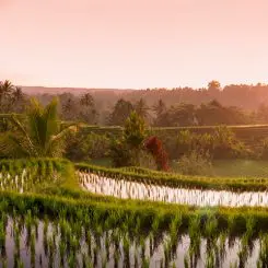10 photos qui donnent envie de partir à Bali