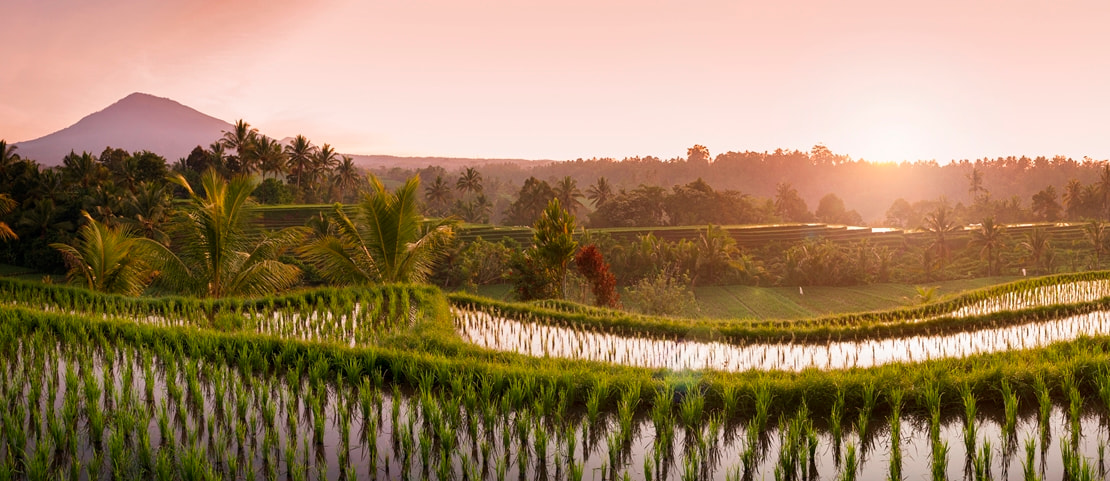 Partir à Bali - Rizières - Amplitudes