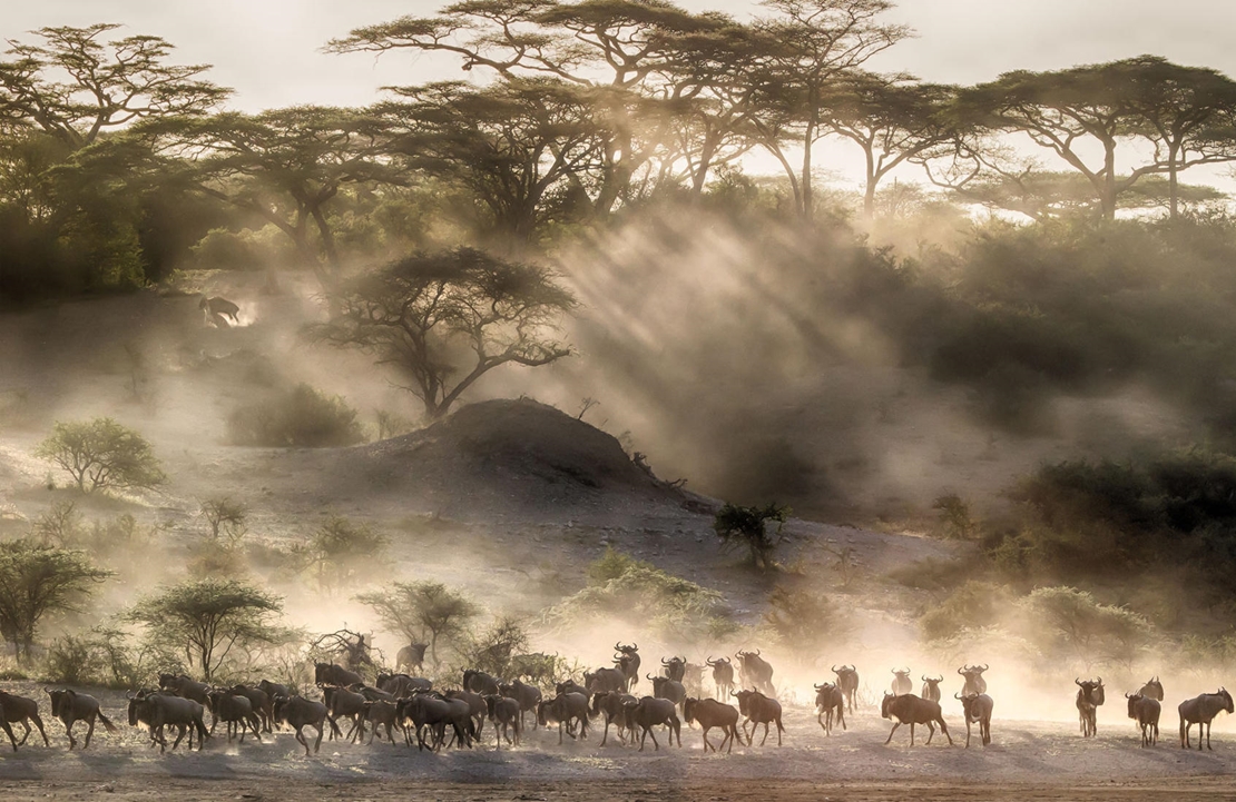 Safari Tanzanie - Andbeyond Klein's Camp - Amplitudes