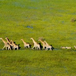 Que voir au Botswana ? De Chobe au Makgadikgadi Pan