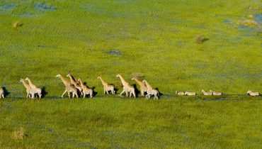 Voyage Delta de l'Okavango - Girafes - Amplitudes