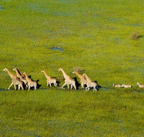 Voyage Delta de l'Okavango - Girafes - Amplitudes