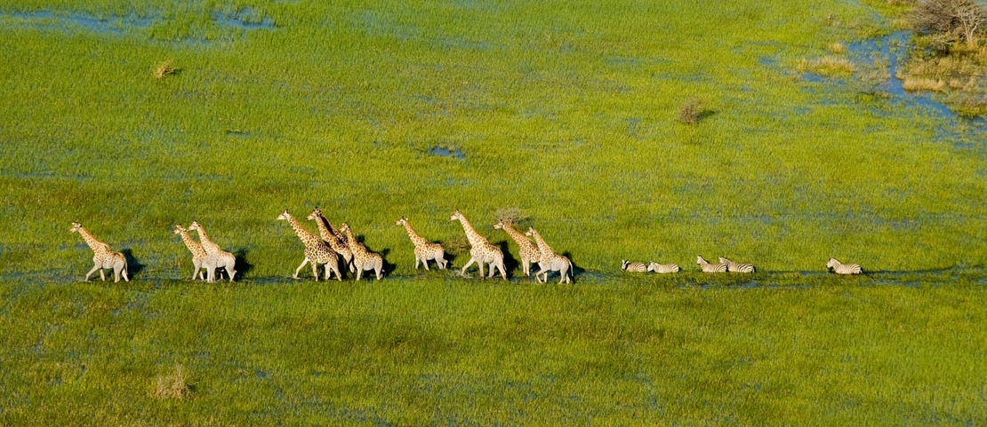 Voyage Delta de l'Okavango - Girafes - Amplitudes