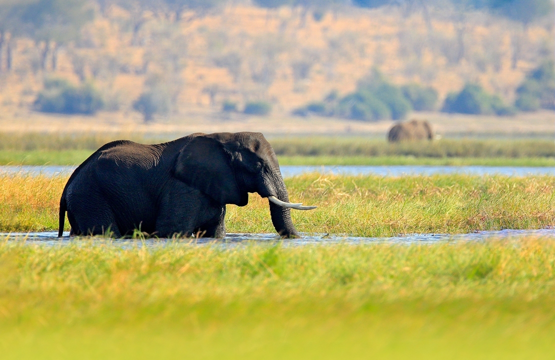Voyage Botswana - Elephant Parc National de Chobe - Amplitudes