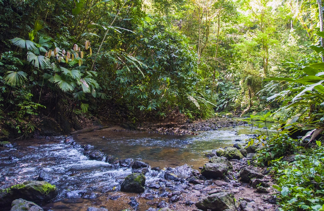 Voyage Costa Rica - Parc National du Corcovado - Amplitudes