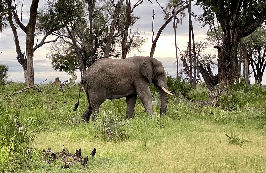 Safari Okavango - Elephant - Amplitudes