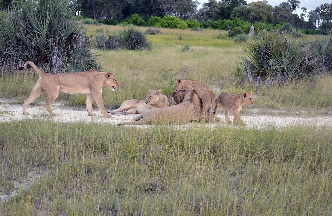 Safari Delta de l'Okavango - Lions - Amplitudes