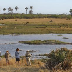 Le delta de l’Okavango : notre guide découverte