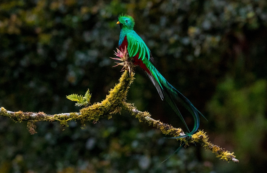Voyage Parc National Los Quetzales - Quetzal - Amplitudes