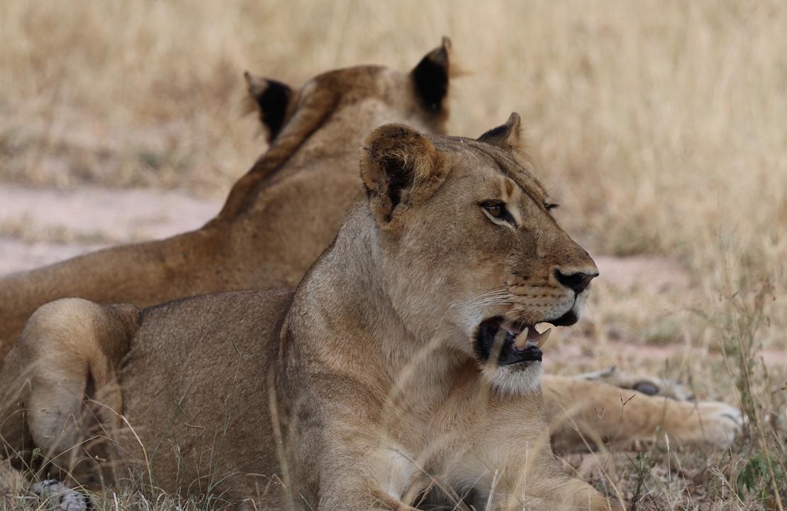 Safari Afrique du Sud Lions - TheBabooshka - Amplitudes