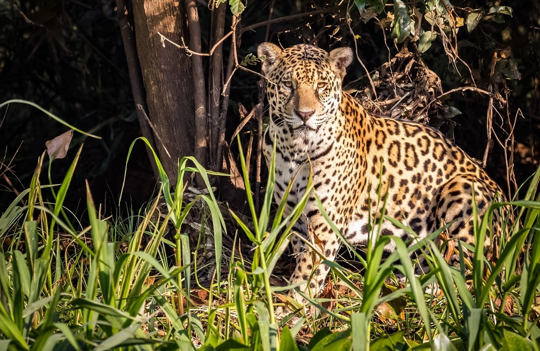 Voyage de noces en Amérique Latine - Jaguar dans le Pantanal - Amplitudes