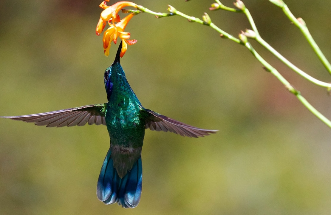 Oiseau Réserve Acaime - Colibri en vol - Amplitudes