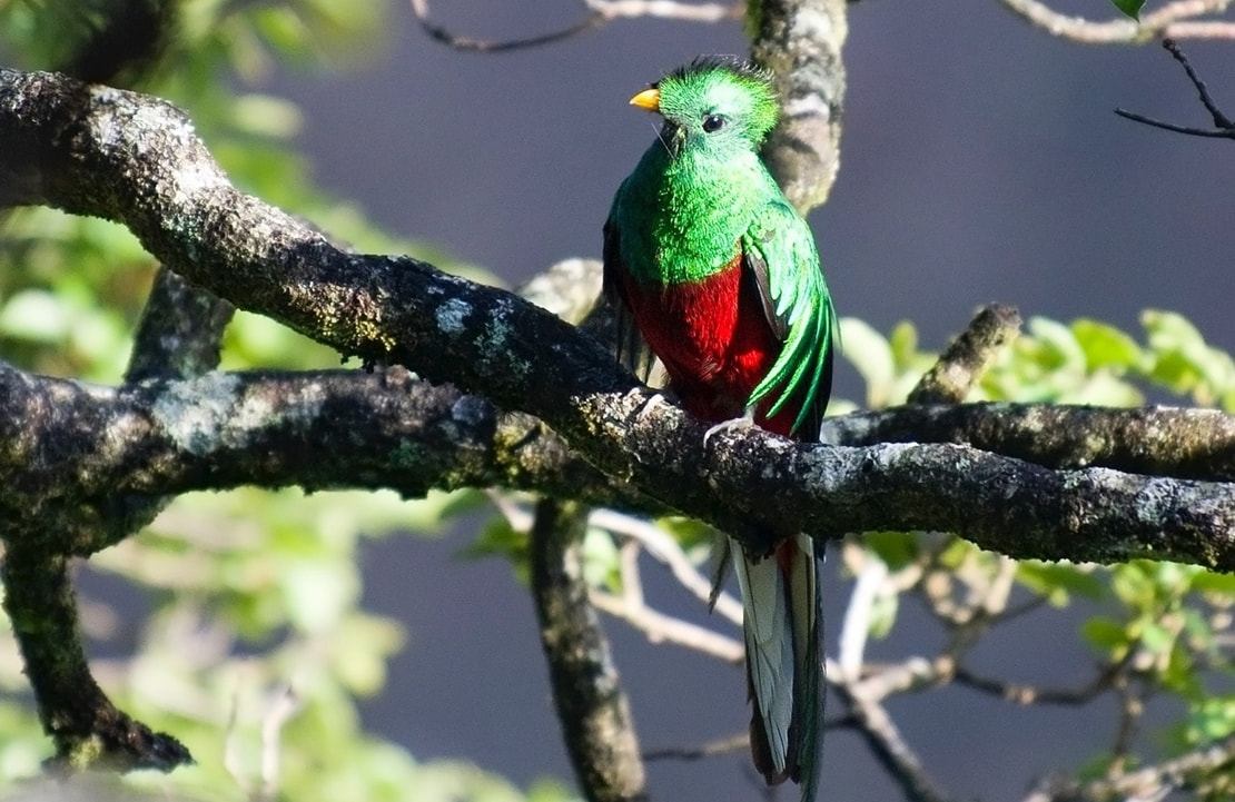 Voyage Oiseaux en Colombie - Quetzal resplendissant - Amplitudes