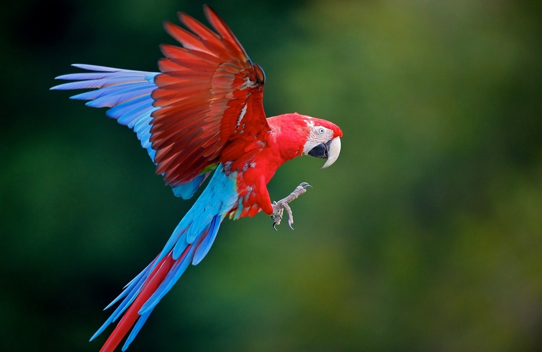 Séjour Oiseaux Colombie - ara macao en vol - Amplitudes