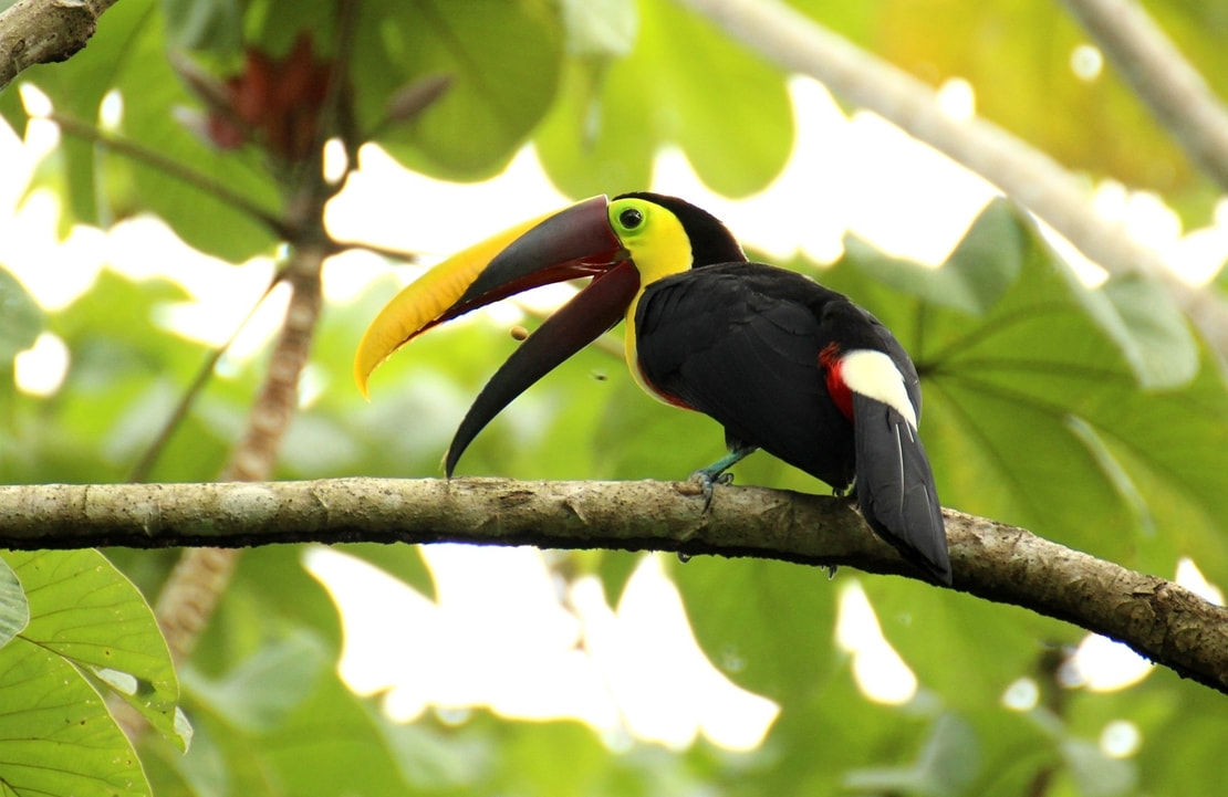 Voyage ornithologique en Colombie - Toucan de Swainson - Amplitudes