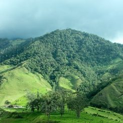 Oiseaux en Colombie : quels parcs naturels choisir ?