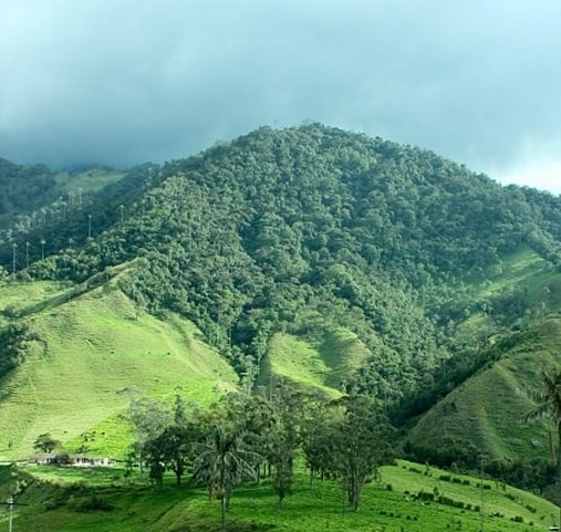 Séjour Parcs Naturels Colombie - Vallée de Cocora - Amplitudes
