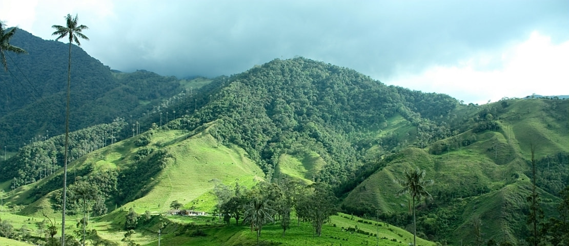 Séjour Parcs Naturels Colombie - Vallée de Cocora - Amplitudes