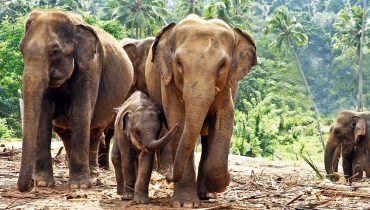 Voyage en famille en Asie - Famille d'éléphants au Sri Lanka - Amplitudes
