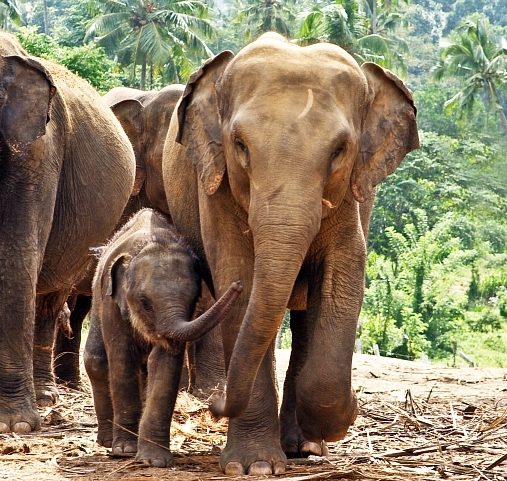 Voyage en famille en Asie - Famille d'éléphants au Sri Lanka - Amplitudes
