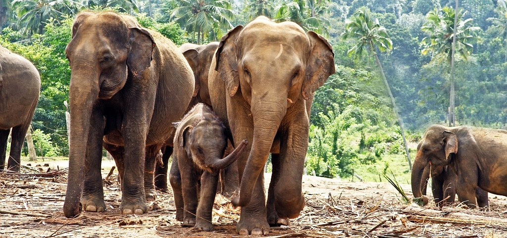 Voyage en famille en Asie - Famille d'éléphants au Sri Lanka - Amplitudes