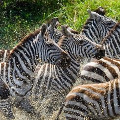 Un combiné safari &#8211; plage, l’escapade idéale en famille