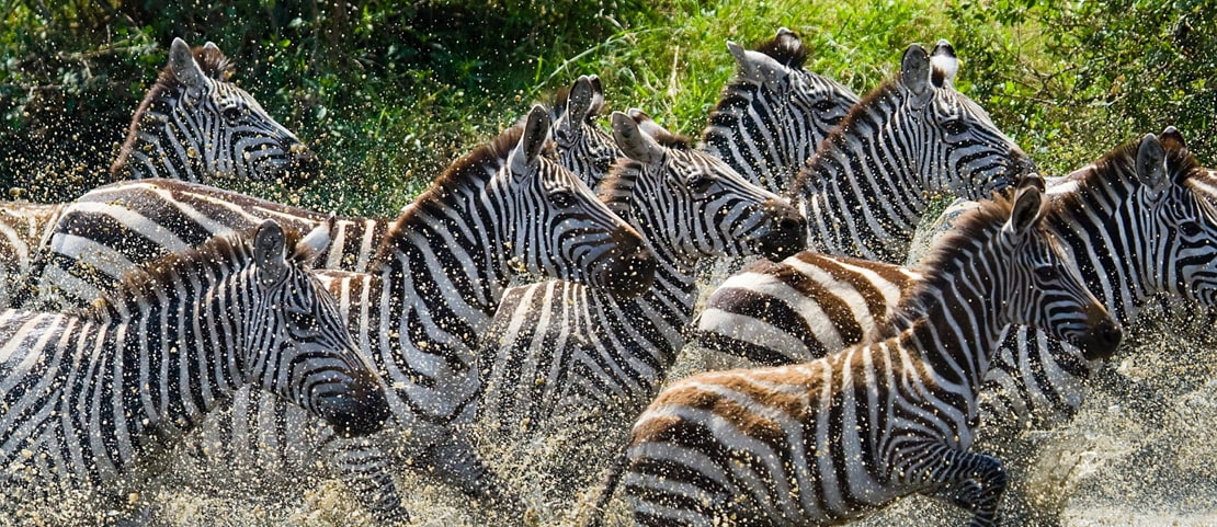 Combiné safari - plage en famille - Course folle des zèbres dans le Serengeti - Amplitudes