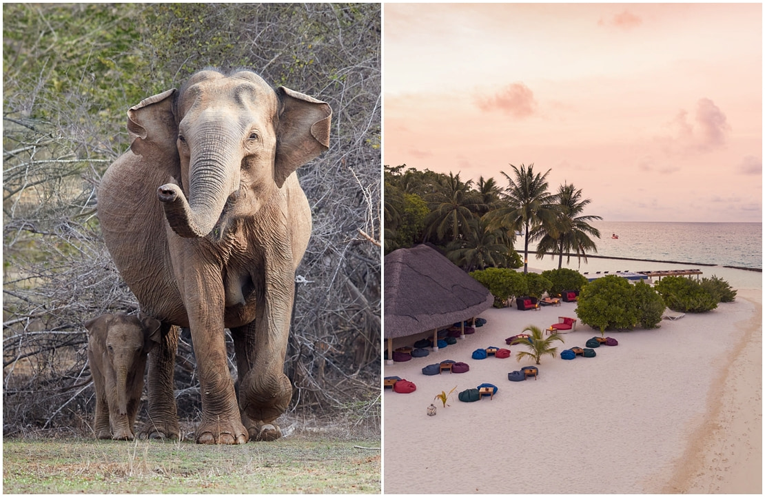 Combiné Sri Lanka - Maldives - Eléphant et atoll - Amplitudes