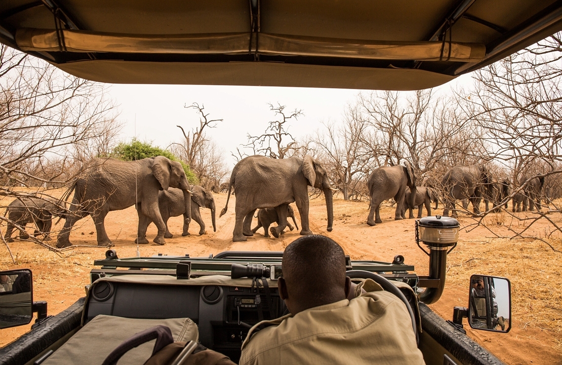 Circuit au Botswana - Troupeau d'éléphants en safari - Amplitudes