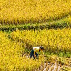Réhahn, photographe de l’âme vietnamienne