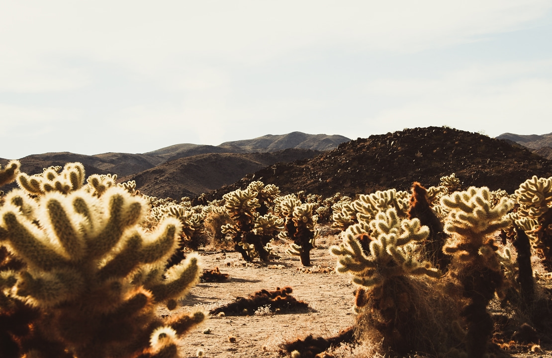 Autotour en Californie - Le parc naturel de Joshua Tree - Amplitudes